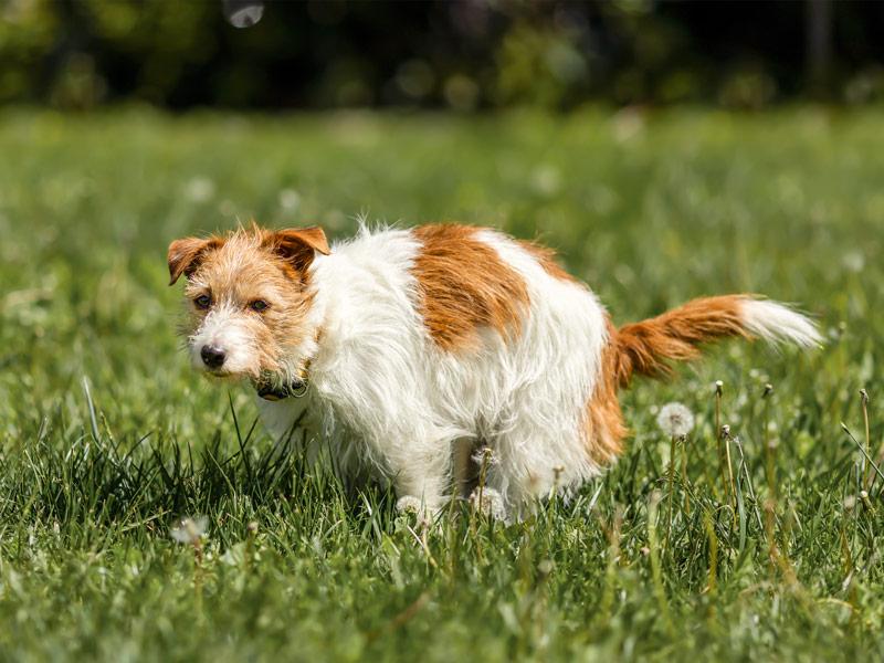 Cane con diarrea